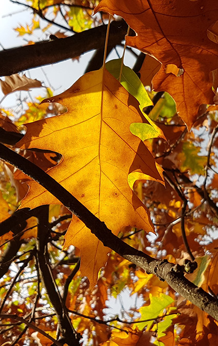 Goldenes Herbstlaub in der Herbstsonne