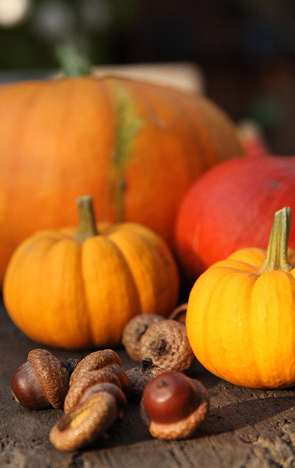 Echte Kürbisse und Eicheln werden von der Herbstsonne angestrahlt