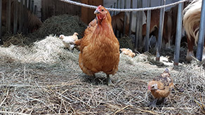 Wissenswertes rund ums (Oster-)Ei 10 Wissenswertes rund ums Ei Fakten Huhn 3