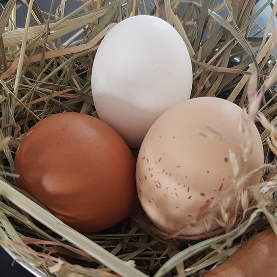 Wissenswertes rund ums (Oster-)Ei 4 Wissenswertes rund ums Ei Intro Bild Eier