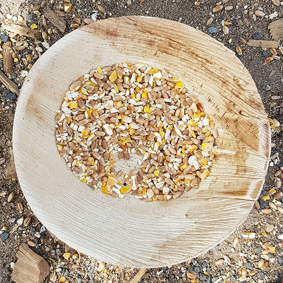 Wissenswertes rund ums (Oster-)Ei 3 Wissenswertes rund ums Ei Intro Bild Futter