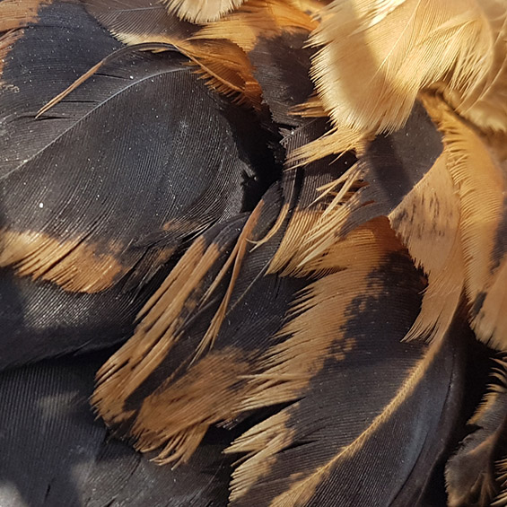 Wissenswertes rund ums (Oster-)Ei 2 Wissenswertes rund ums Ei Intro Bild Gefieder