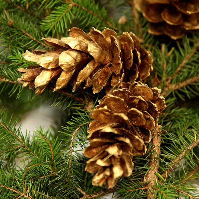 goldene, große Kiefern-Zapfen