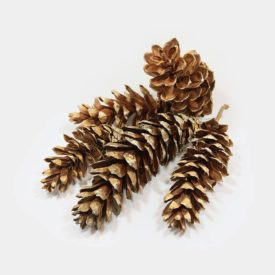 Schritt für Schritt zum perfekten Weihnachtsbaum. 18 große Kiefern-Zapfen natur