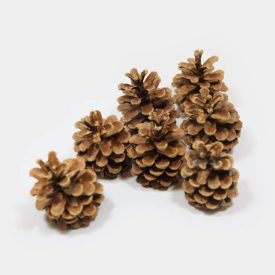 Kiefern-Zapfen natur